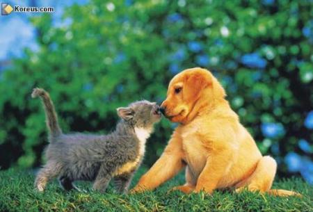Chat et chien